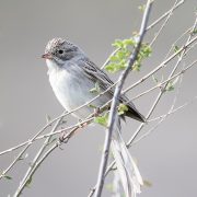 Vermilion Flycatcher (Male)