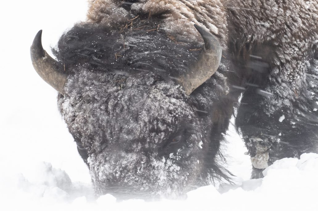 Yellowstone National Park in Winter - Big Bend Birding & Photo Tours