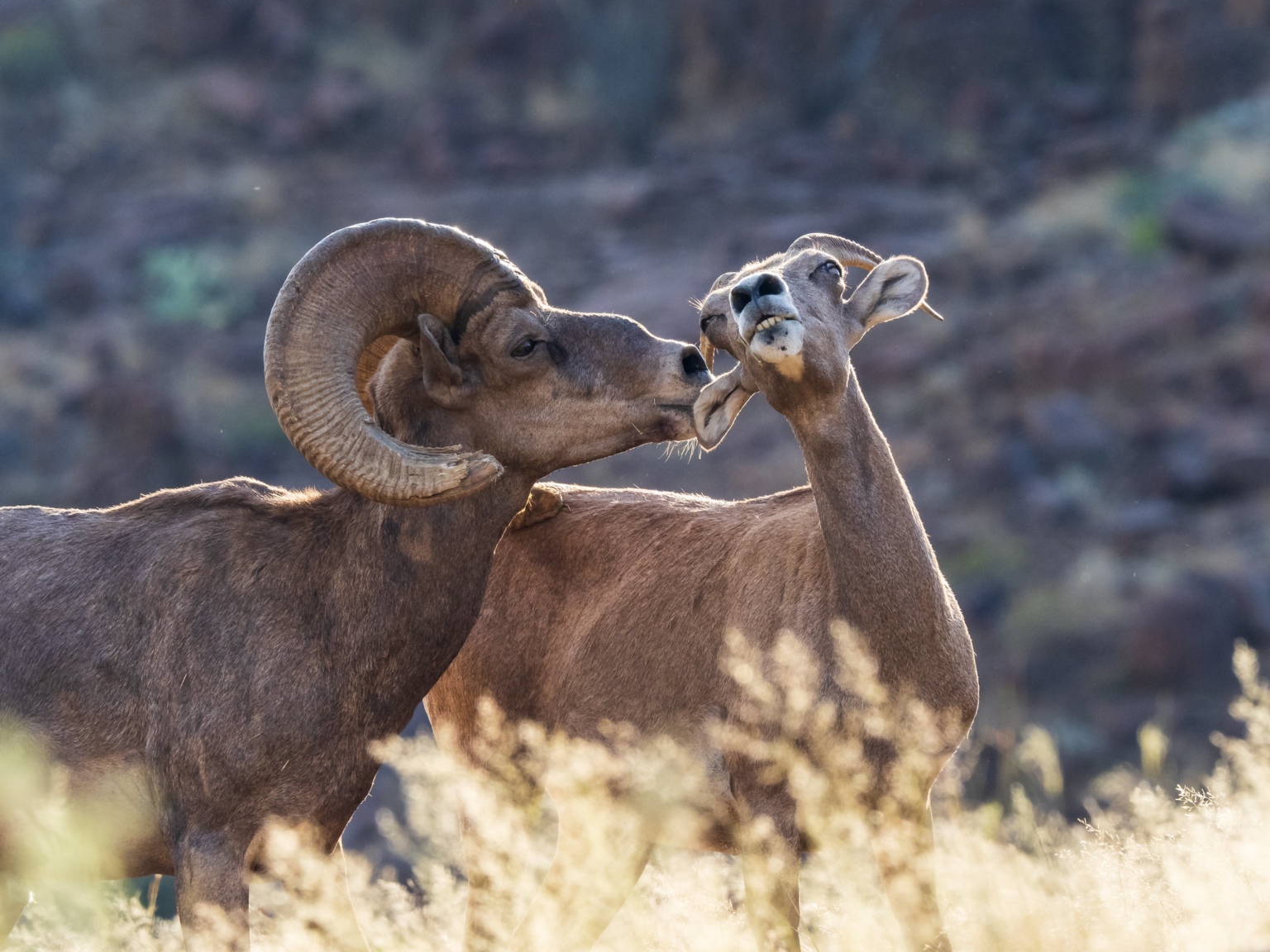 Big Bend The Wild Frontier of Texas Lee Hoy Photography