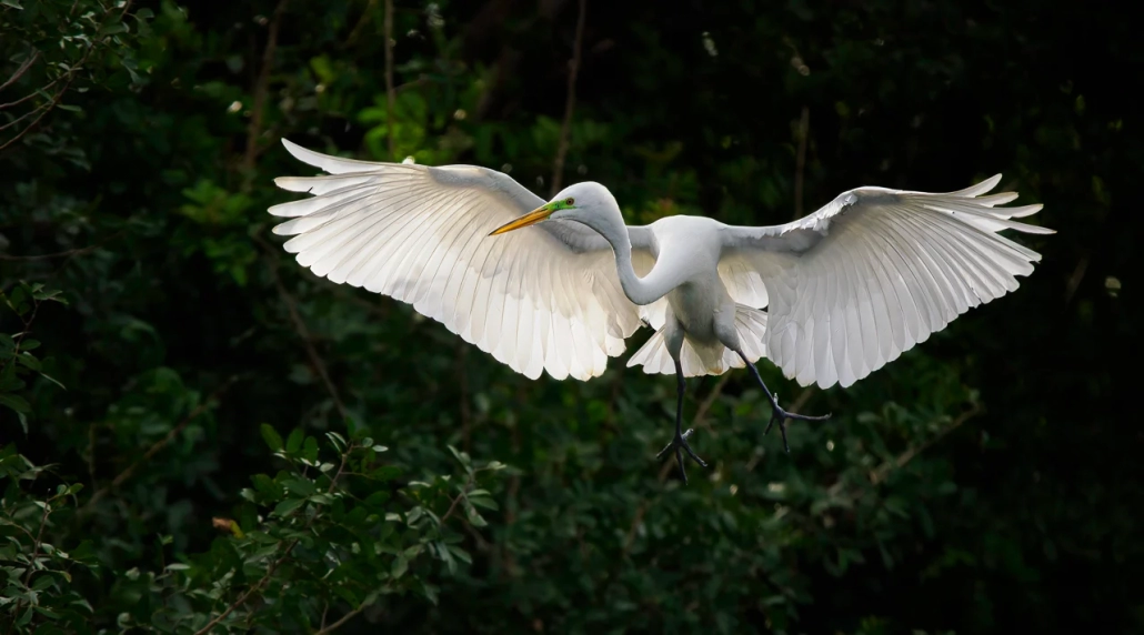 Egret